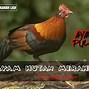 Nama Game Ayam Bertarung Di Hutan